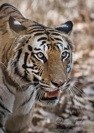 157 Bengal Tiger (Panthera tigris tigris) Bandhavgarh NP India