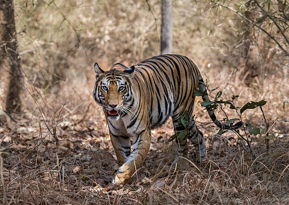 158 Bengal Tiger (Panthera tigris tigris) Bandhavgarh NP India