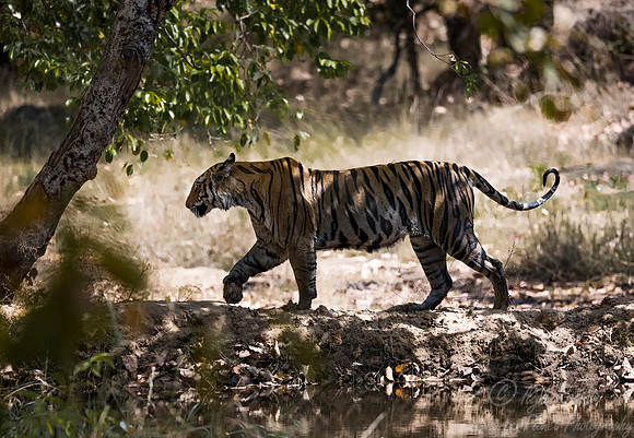 159 Bengal Tiger (Panthera tigris tigris) Bandhavgarh NP India