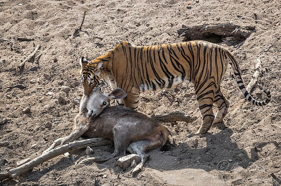 160 Bengal Tiger (Panthera tigris tigris) Ranthambore NP India