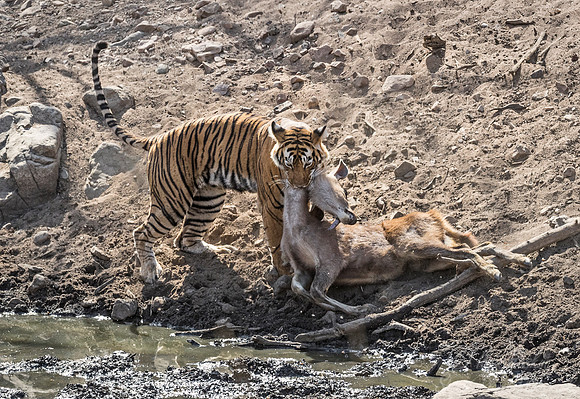 161 Bengal Tiger (Panthera tigris tigris) Ranthambore NP India