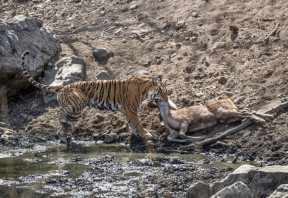 162 Bengal Tiger (Panthera tigris tigris) Ranthambore NP India