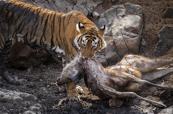 163 Bengal Tiger (Panthera tigris tigris) Ranthambore NP India