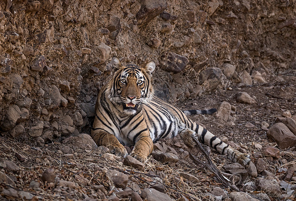 164 Bengal Tiger (Panthera tigris tigris) Ranthambore NP India