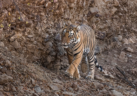 165 Bengal Tiger (Panthera tigris tigris) Ranthambore NP India
