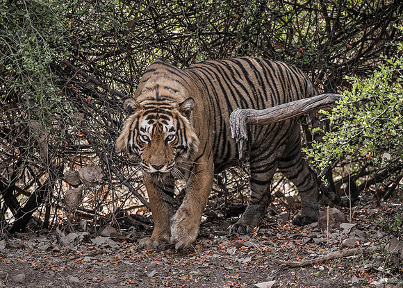 166 Bengal Tiger (Panthera tigris tigris) Ranthambore NP India