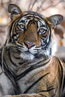 2018 India - Tigers