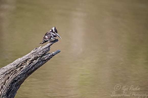 021 Pied Kingfisher (Ceryle rudis) - Kaziranga NP India