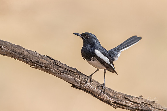023 Oriental Magpie-robin (Copsychus saularis) - Ranthambore NP India
