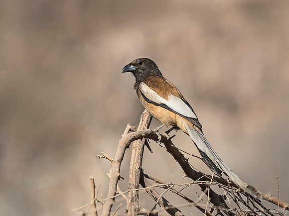 026 Rufous Treepie (Dendrocitta vagabunda) - Ranthambore NP India