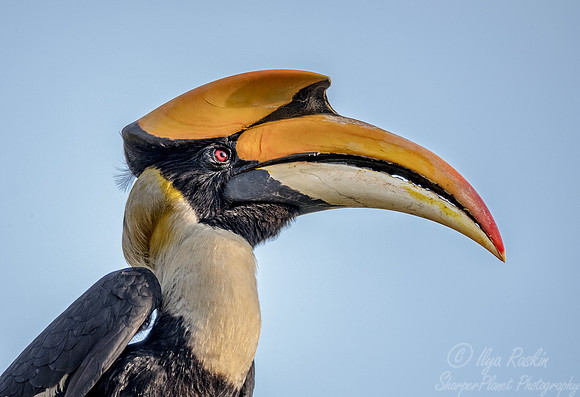 029 Great Indian Hornbill (Buceros bicornis) - Kaziranga NP India