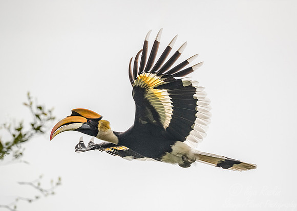 030 Great Indian Hornbill (Buceros bicornis) - Kaziranga NP India