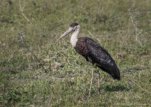 274 Black-headed Ibis  (Threskiornis melanocephalus) - Kaziranga NP India