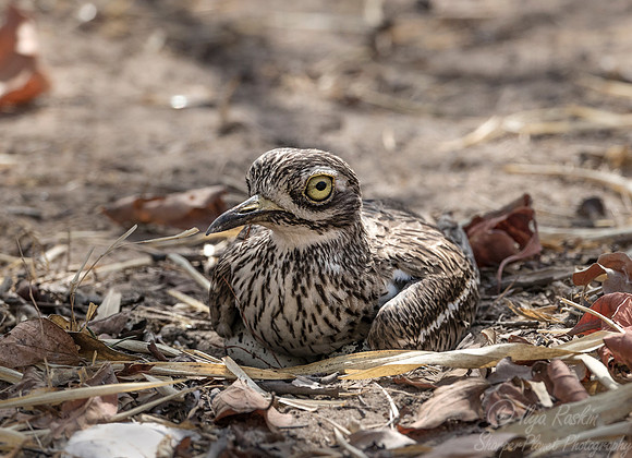 277 Eurasian Thick-knee (Burhinus oedicnemus) - Bandhavgarh NP India
