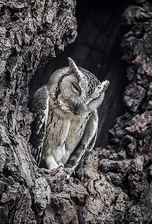 298 Collared Scops Owl (Otus lettia) - Ranthambore NP India