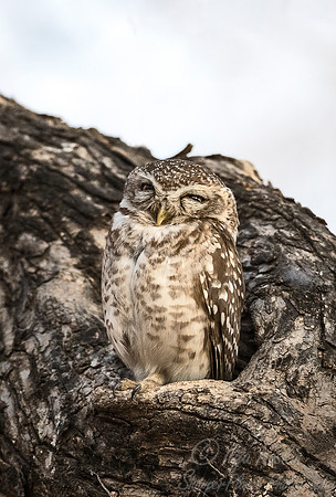 299 Spotted Owlet (Athene brama) - Ranthambore NP India