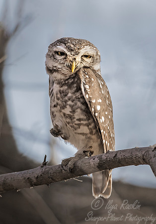 300 Spotted Owl (Strix occidentalis) - Ranthambore NP India