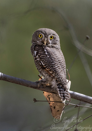 301 Jungle Owlet (Glaucidium radiatum) - Bandhavgarh NP India