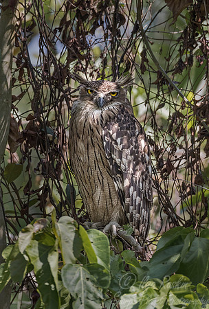 302 Brown fish owl (Ketupa zeylonensis) - Kaziranga NP India