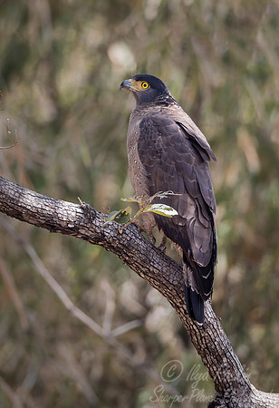 303 Crested Serpent Eagle (Spilornis cheela) - Bandhavgarh NP India