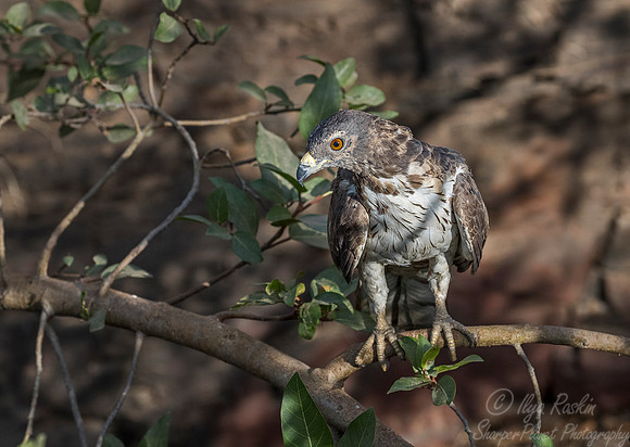 304 Grey-headed Fish Eagle young (Haliaeetus ichthyaetus) - Bandhavgarh  NP India