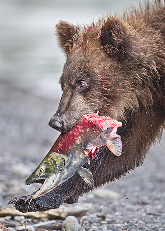 025 Brown Bear (Ursus arctos) - Kamchatka Russia