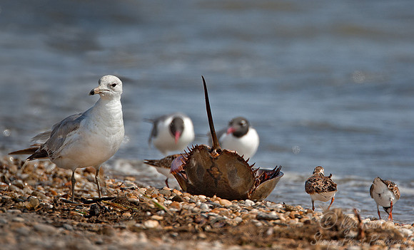 024 Shorebirds feeding on horseshoe crab eggs - DE