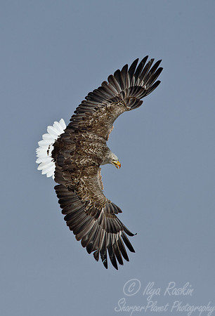 125 White-tailed Eagle (Haliaeetus albicilla) - Hokkaido Japan