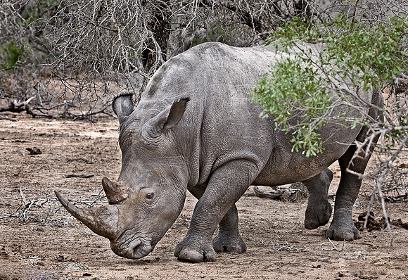 040_White Rhinoceros_South Afirca