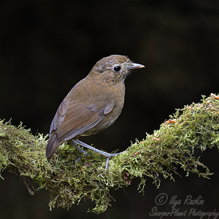 594 Brown-banded antpitta (Grallaria milleri) - Colombia cloud forest
