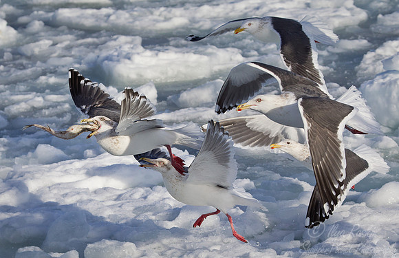 141 Slaty-backed Gulls (Larus schistisagus) - Hokkaido Japan