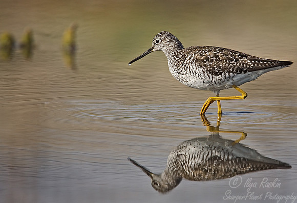 072 Lesser Yellowlegs - NJ