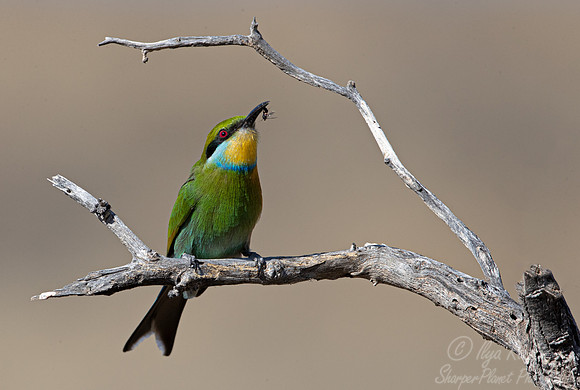 178 Swallow-tailed bee-eater (Merops hirundineus) - Kgalagadi Transfrontier Park SA
