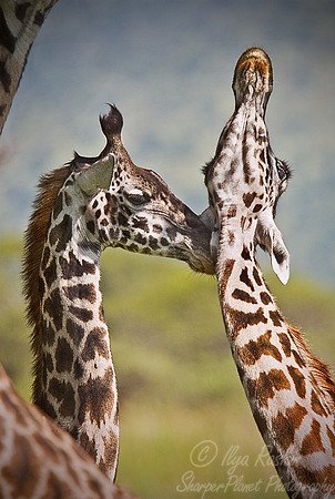 072_Giraffes_Tanzania