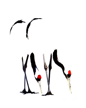 080 Red-crowned Cranes (Grus japonensis) - Hokkaido Japan