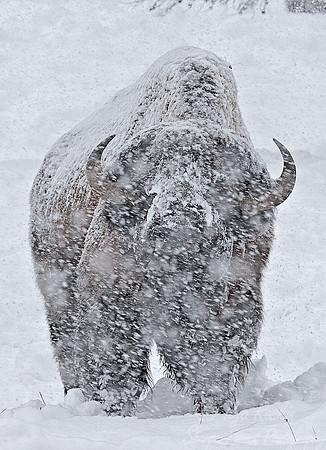 001_American bison (Bison bison)_Yellowstone