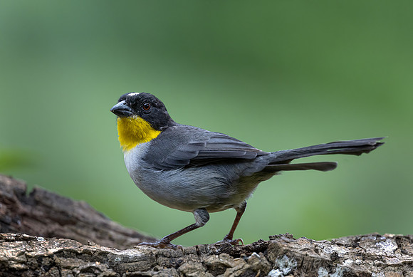 528 White-naped brushfinch (Atlapetes albinucha) - Colombia cloud forest