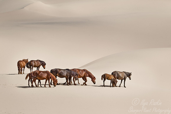 060 Horses - Mongolia