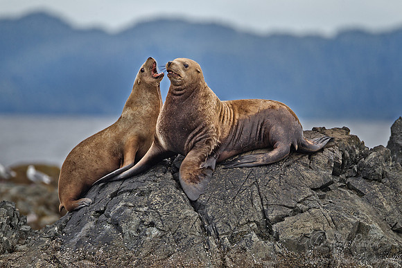 068 Steller Sea Lions (Eumetopias jubatus) AK