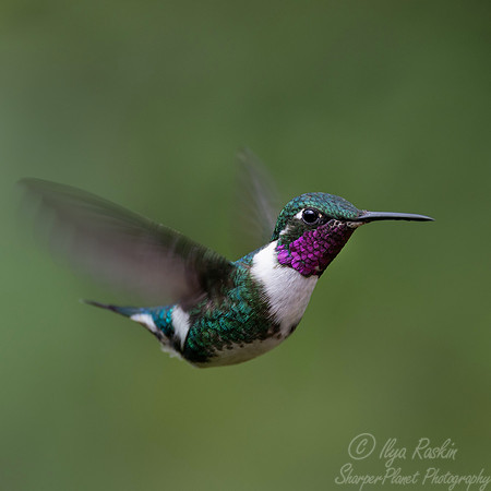544 White-bellied woodstar (Chaetocercus mulsant) - Ecuador