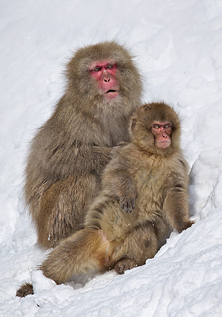 049 Japanese macaques (Snow monkeys)(Macaca fuscata) - Nagano Japan