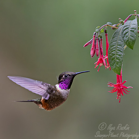 505 Purple-throated woodstar male (Philodice mitchellii) - Colombia cloud forest