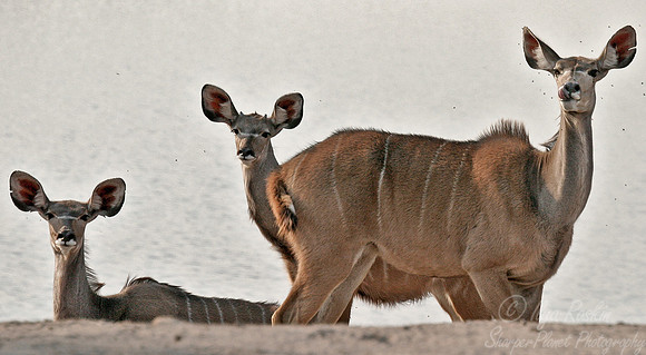 030_Greater Kudu_Botswana