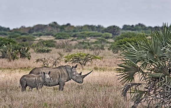 038_White Rhinoceroses_South Afirca