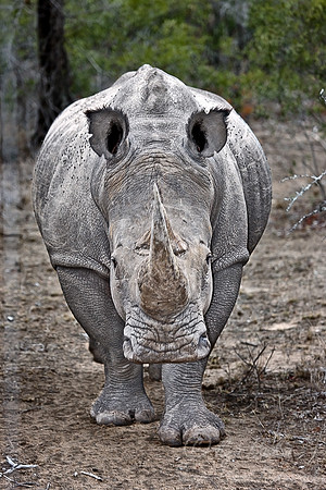 039_White Rhinoceros_South Afirca