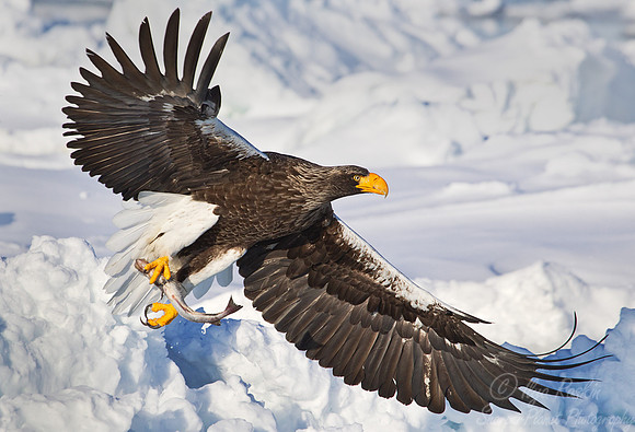 131 Steller's Sea Eagle (Haliaeetus pelagicus) - Hokkaido Japan
