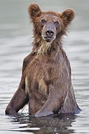 040 Brown Bear (Ursus arctos) - Kamchatka Russia