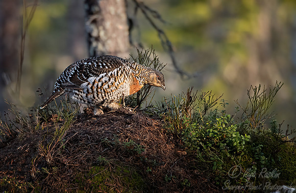 073 Capercaillie female (Tetrao urogallus) - Finland