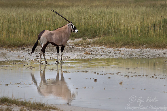 121 East African Oryx (Oryx beisa) - Etosha Namibia