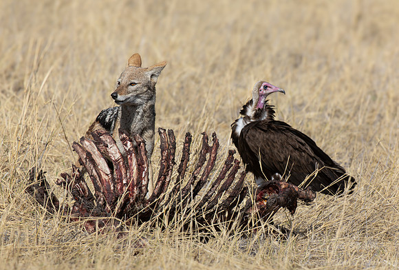 401 Black-backed jackal (Lupulella mesomelas) and Hooded vulture (Necrosyrtes monachus) - Botswana